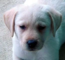 Cute Puppy!