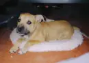 puppy dog!!