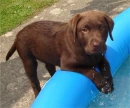 Water puppy!