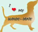 blonde daschund love
