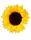 Daisy flower