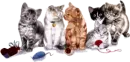 cats