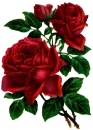 Roses