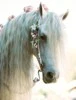 Horse<333