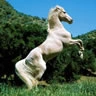 Horse<333