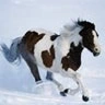 horse<333