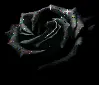 Black sparkly Rose