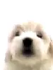 Dog licking.