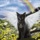 Flying cat