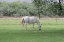 horses