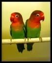 Parrots.