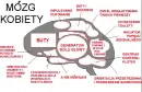 Brain