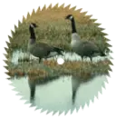 saw blade with picture
