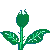 growing white rose