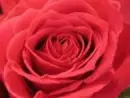 rainbow rose