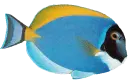 pezafrik