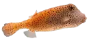 pez parchita anaranjada