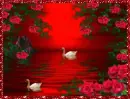 Swans