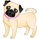 pug