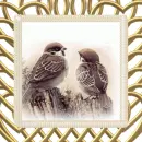 birds