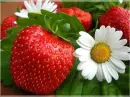 strawberries