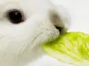 White rabbit