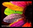 How beautiful..