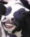 funny cow