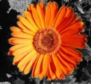 orenge flower