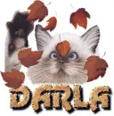 ANIMATED CAT DARLA