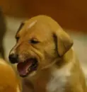 doggy