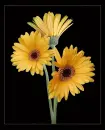 Flowers.