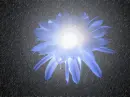 Flower.