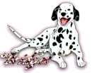 Bridget's dalmation