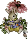 Hare.