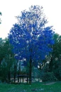 blue tree