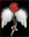 Angel's Rose