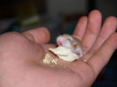 Cute Hamster