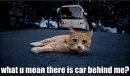 cat