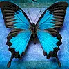 butterfly