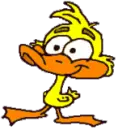duck in the rain