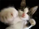 kitty