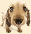 puppy