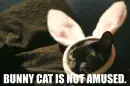 Bunny Cat