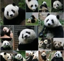panda