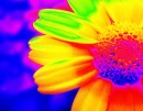 Rainbow flower