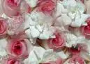 Pink Wedding Roses