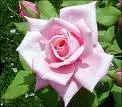 Light Pink Rose