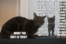 annoying cat