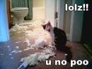 evil cat